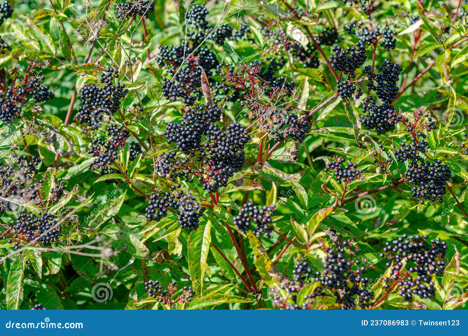 Black Elderberry in the Field. Pestdamaged Leaves. Problems of