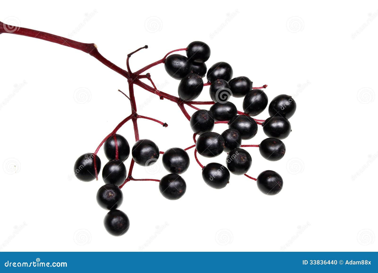 Black elderberry stock photo. Image of nature, background 33836440