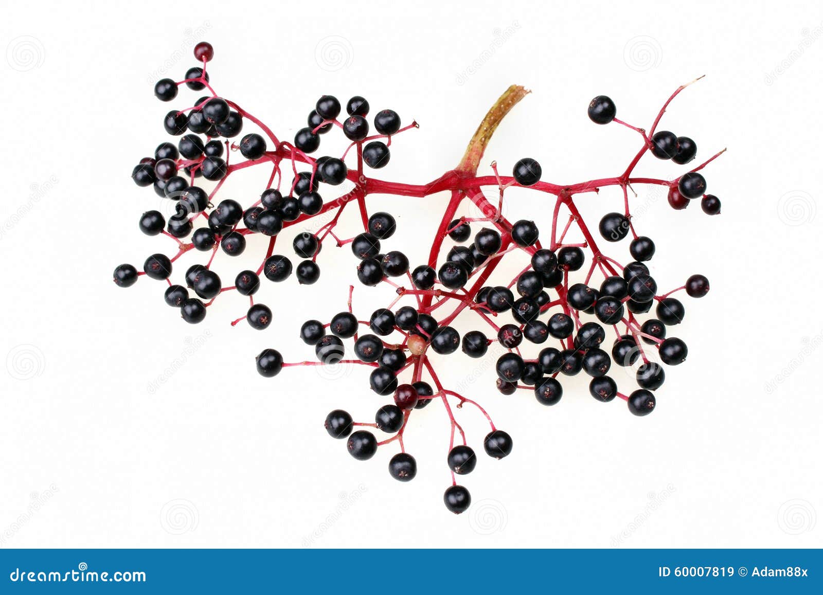 Black elderberry stock image. Image of herb, elderberry 60007819