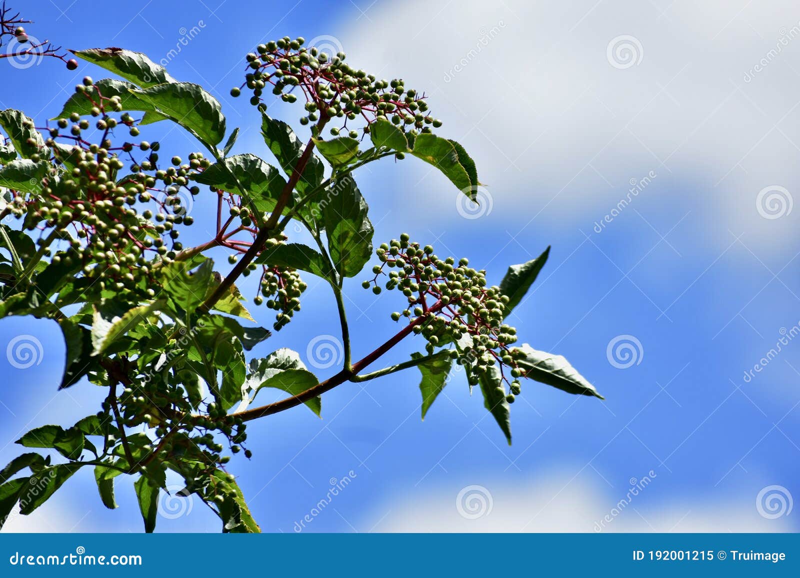 Black Elderberry Tree with Elderberries Stock Image Image of little