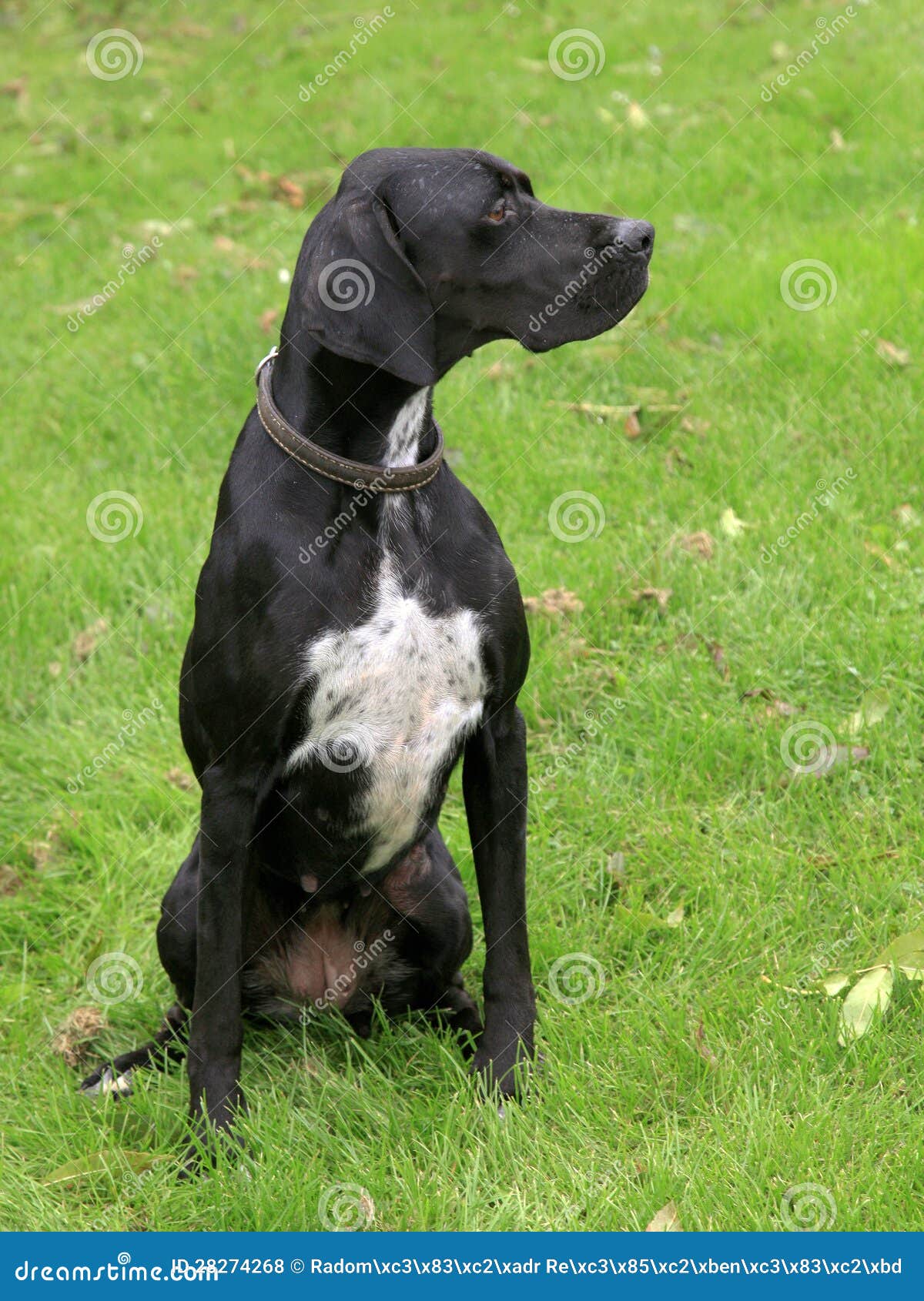 black english pointer dog