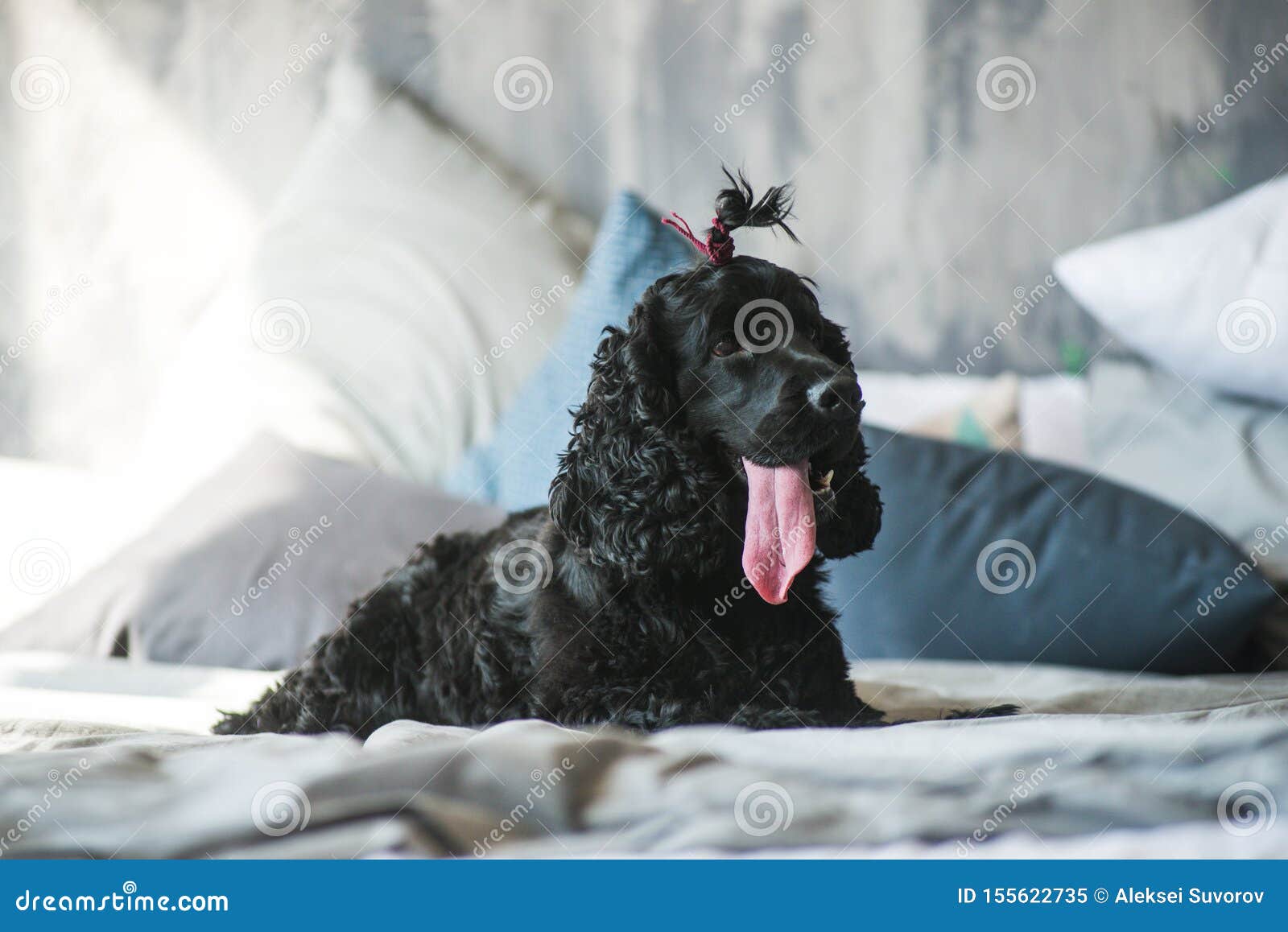 english springer spaniel poodle