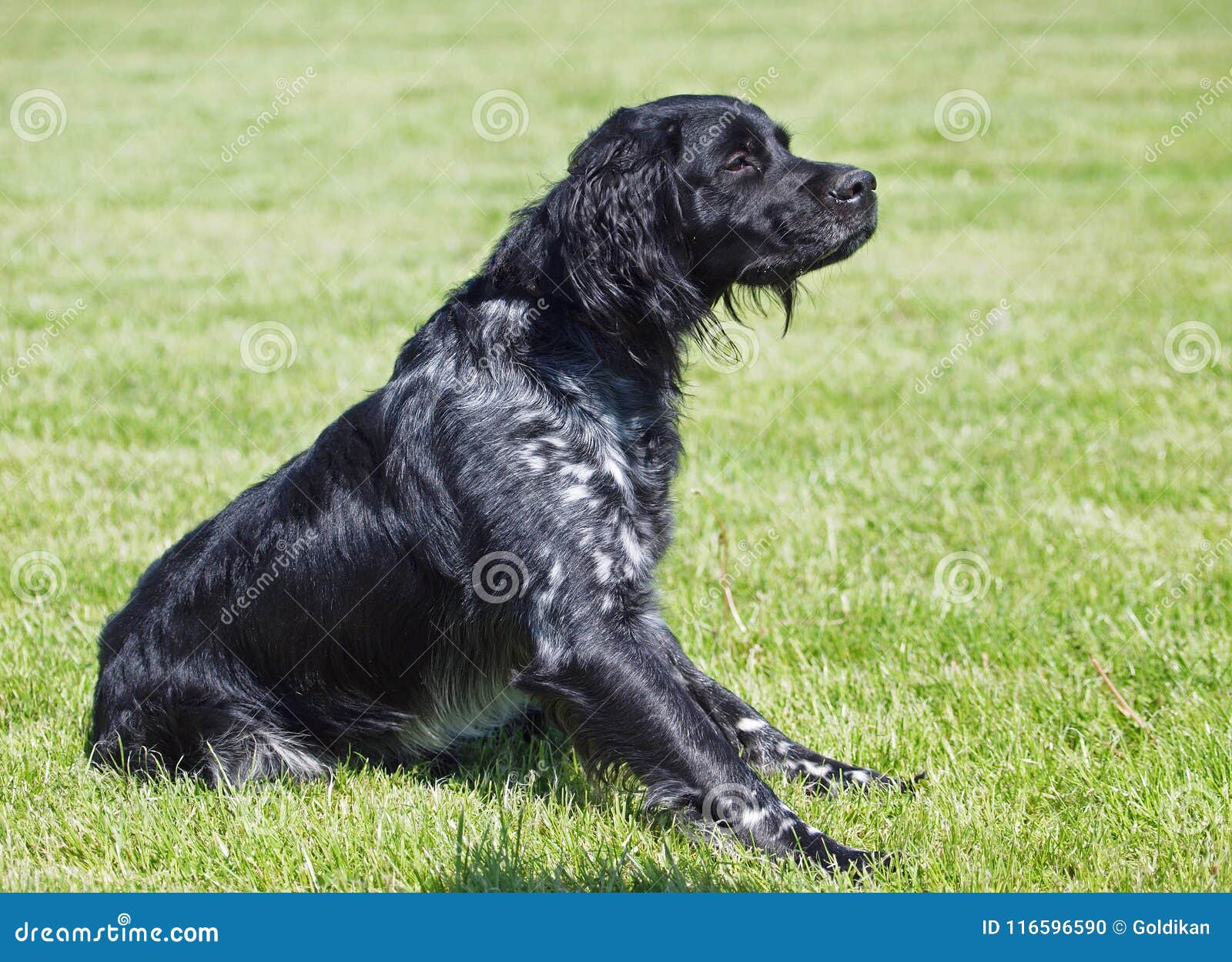 espanol breton dog