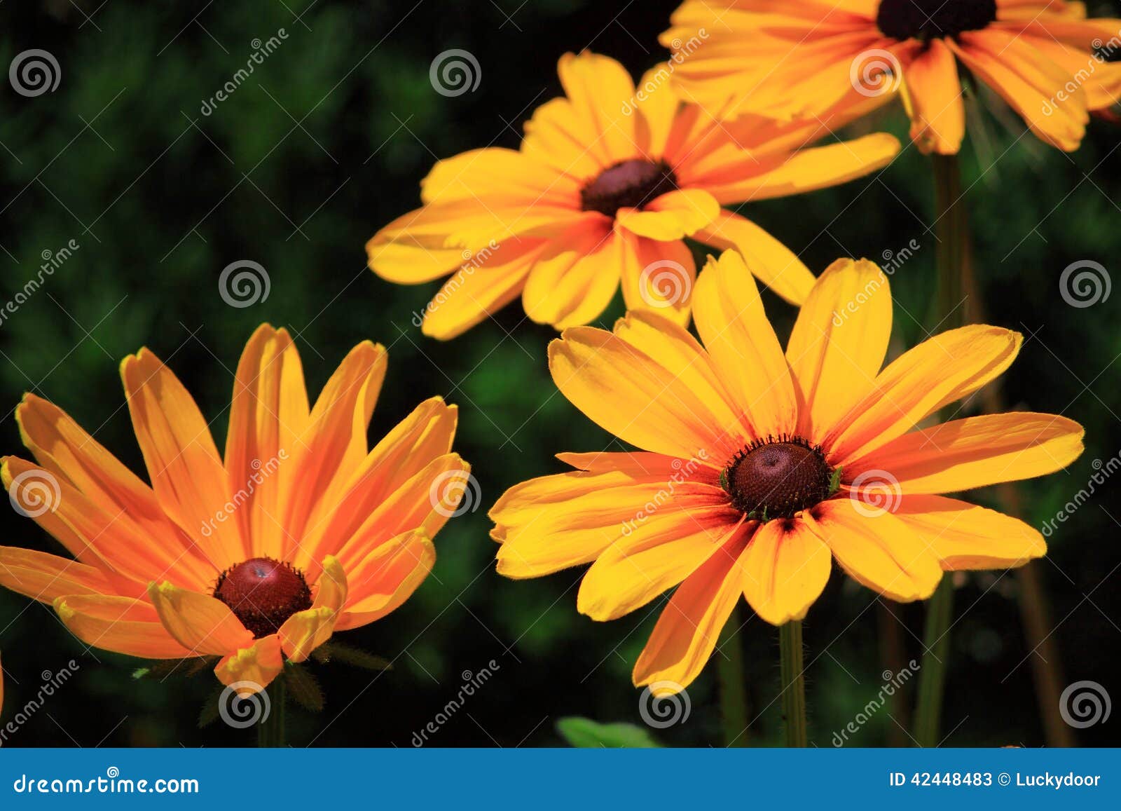 black-eyed susan