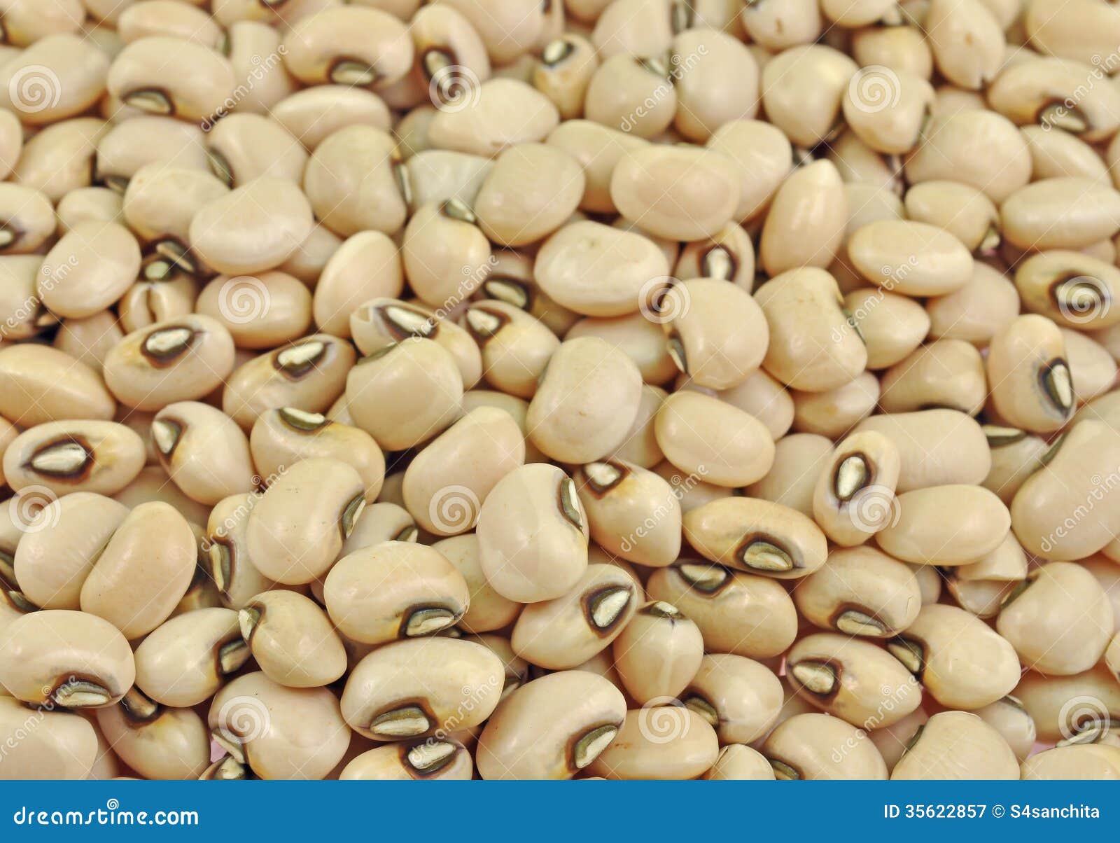 Blackeyed pea seeds stock image. Image of close, lobia 35622857