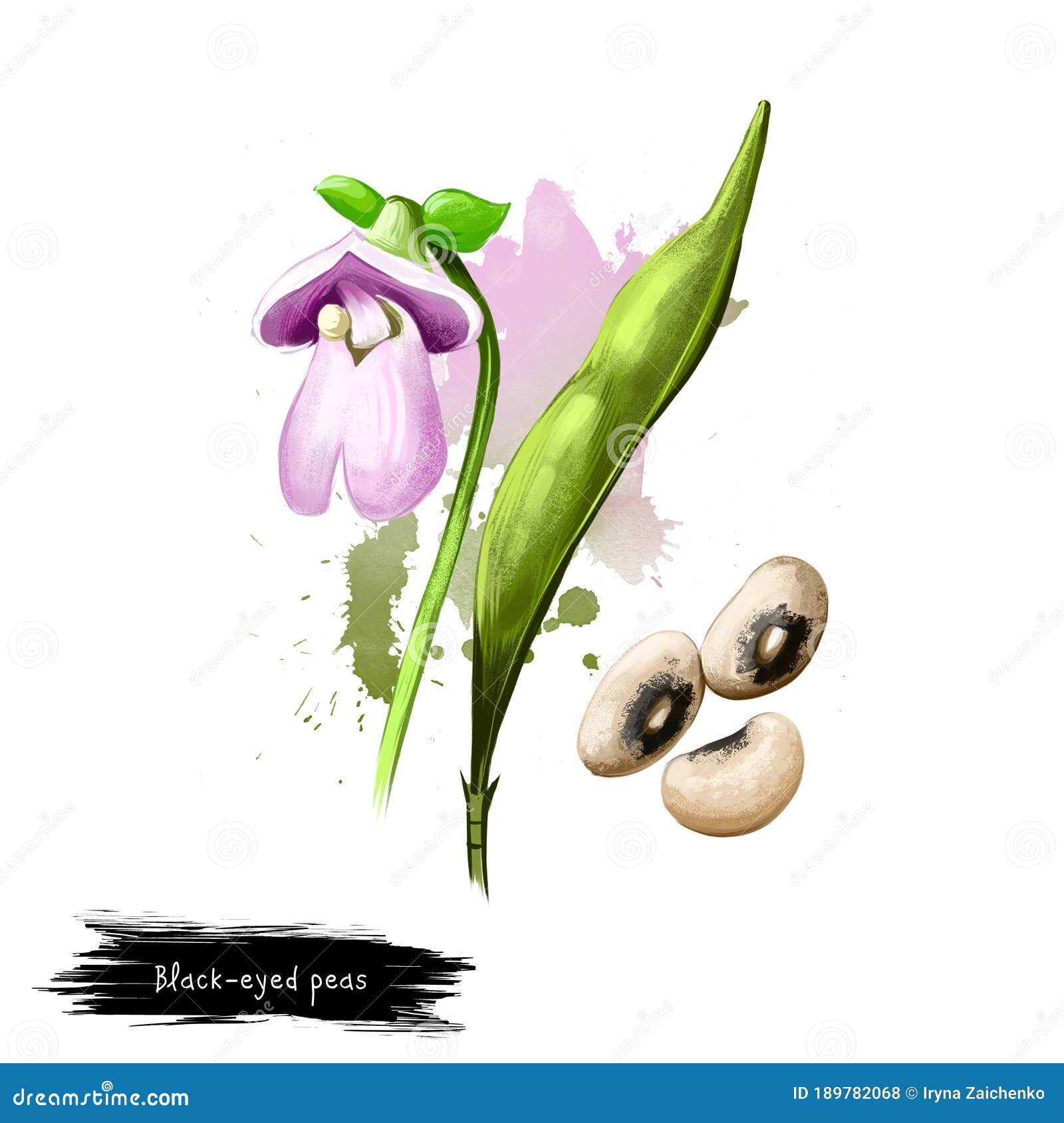 Share 83+ pea plant drawing best - xkldase.edu.vn