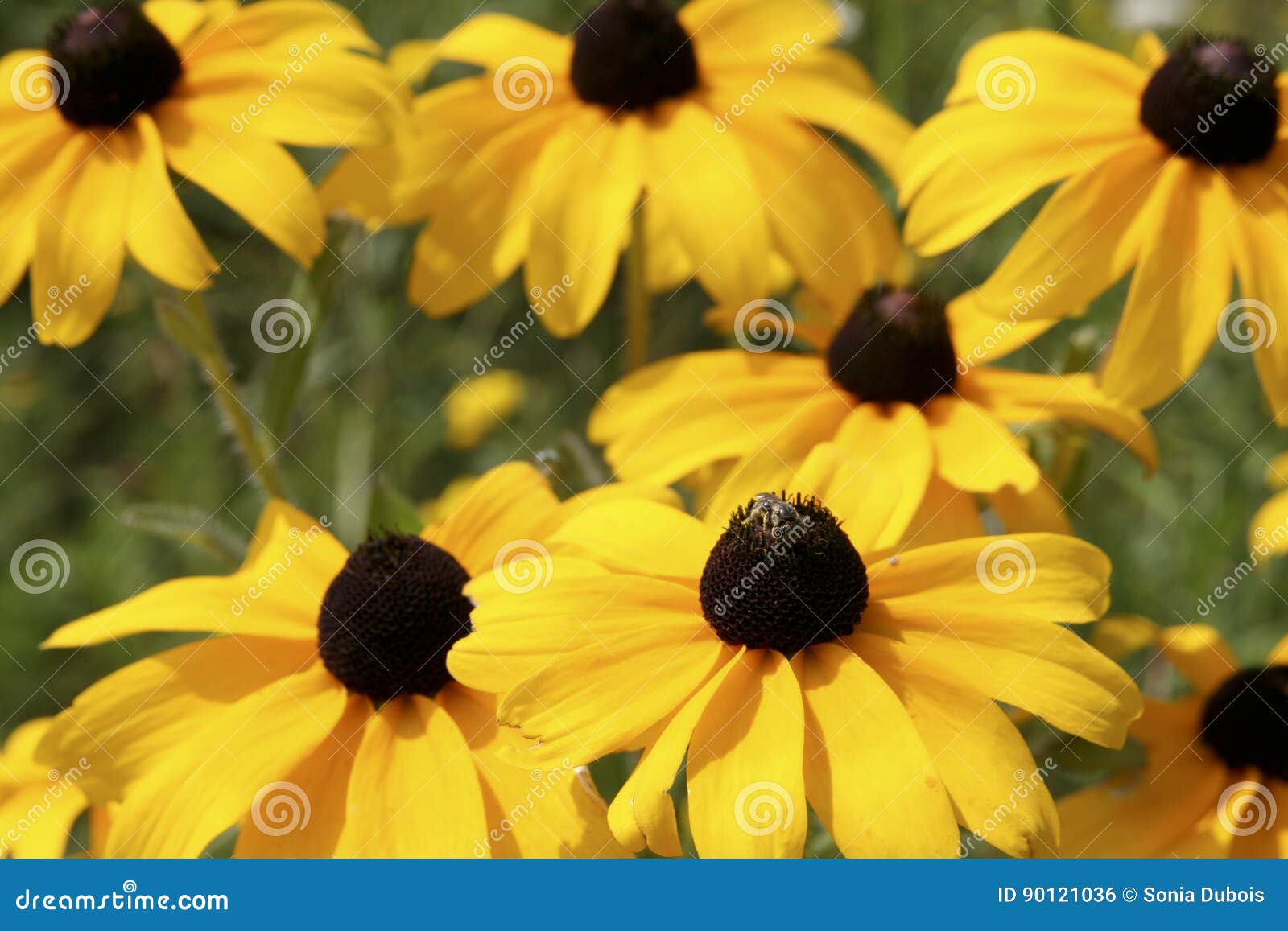 Blackeyed susan flowers stock photo. Image of yellow 90121036