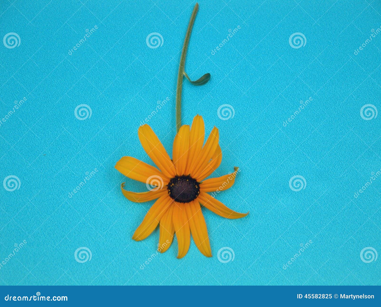 A Black-Eyed Susan (Rudbeckia) is displayed upon a turquoise background.