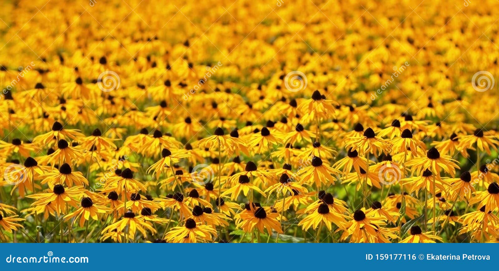 Black-eyed Susan Rudbeckia flowers in the field. Floral colorful background. Beautiful yellow flowers of the sunflower family.