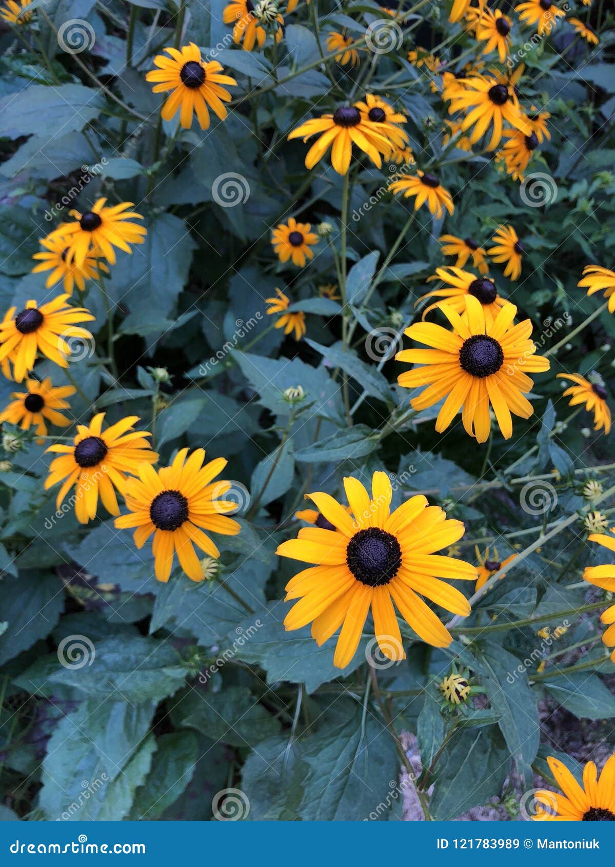 black eyed susan-rudbeckia hirta