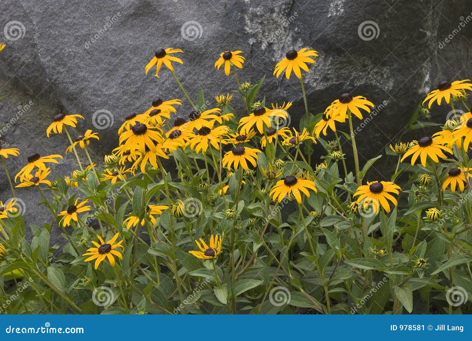 black-eyed susans