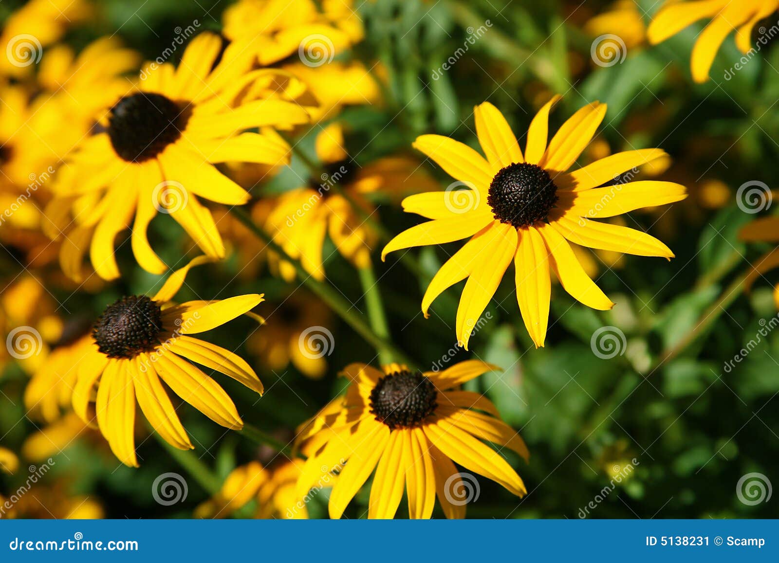 black-eyed susans rudbeckia hirta