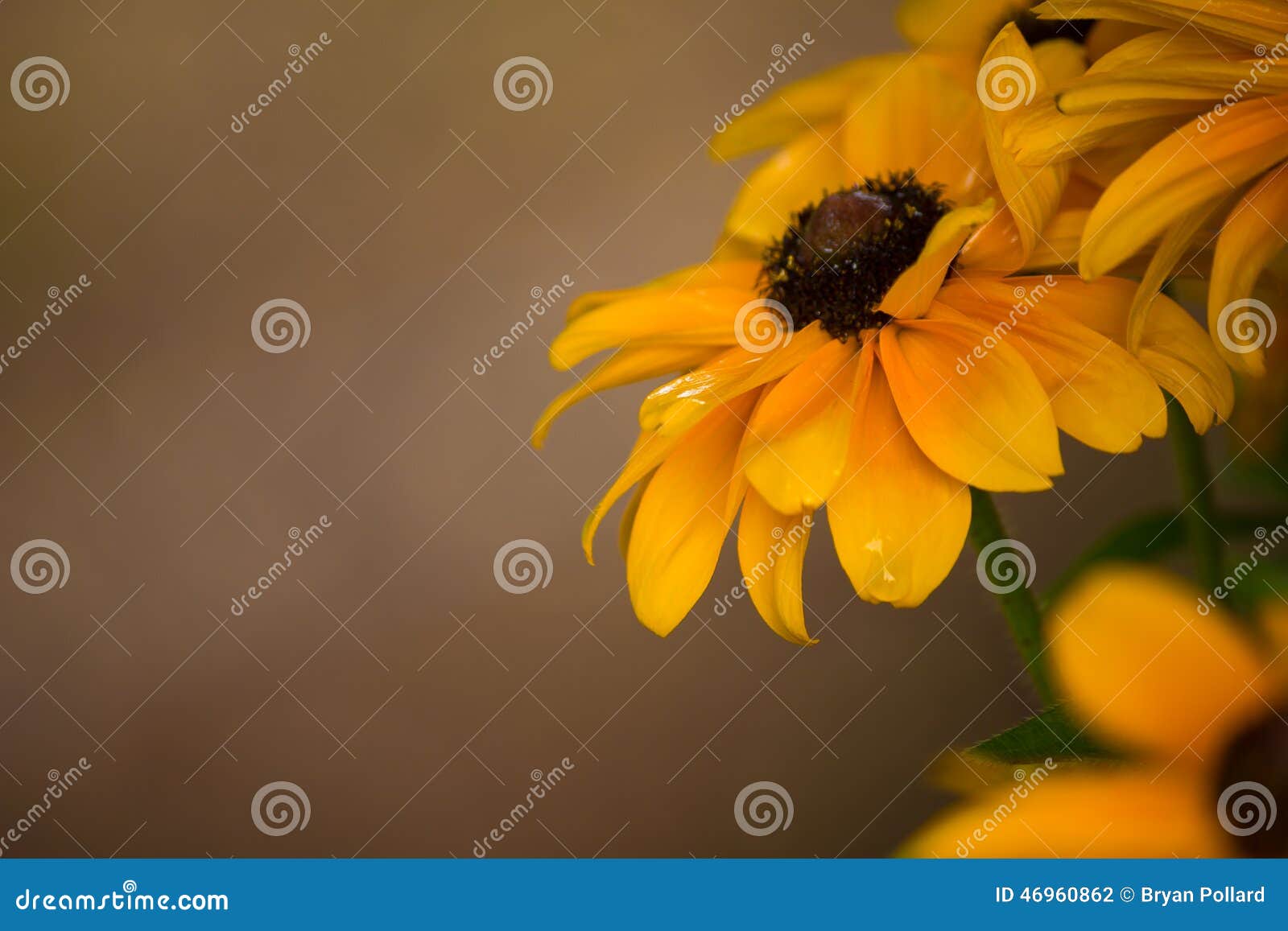 black-eyed susans