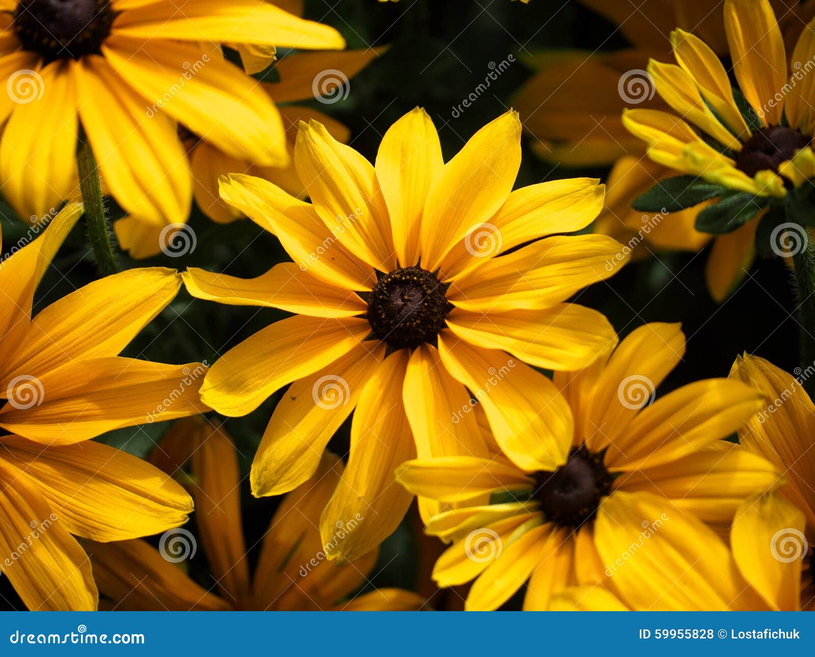 Black Eyes Susans in Bloom stock photo. Image of bouquet 59955828