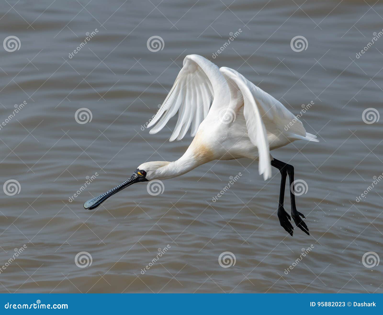 Black-faced Spoonbill stock image. Image of color, animal - 95882023