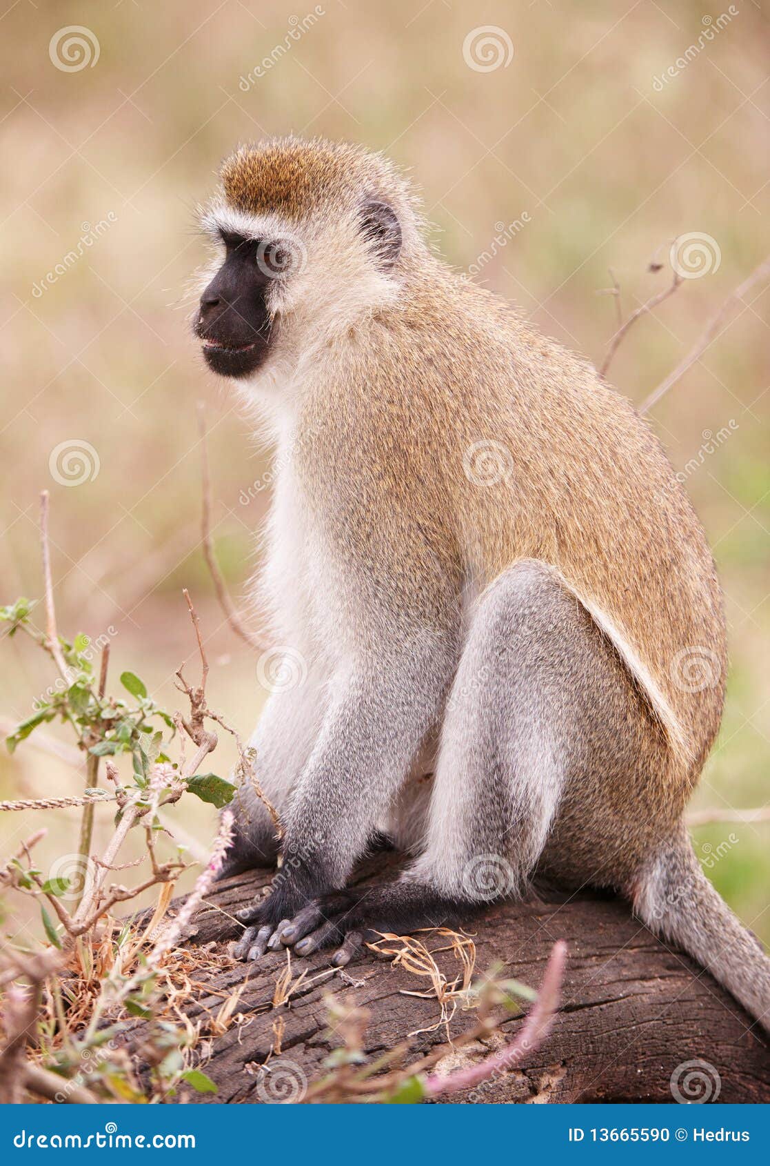 Blackfaced Vervet Monkey in South Africa Stock Photo Image of