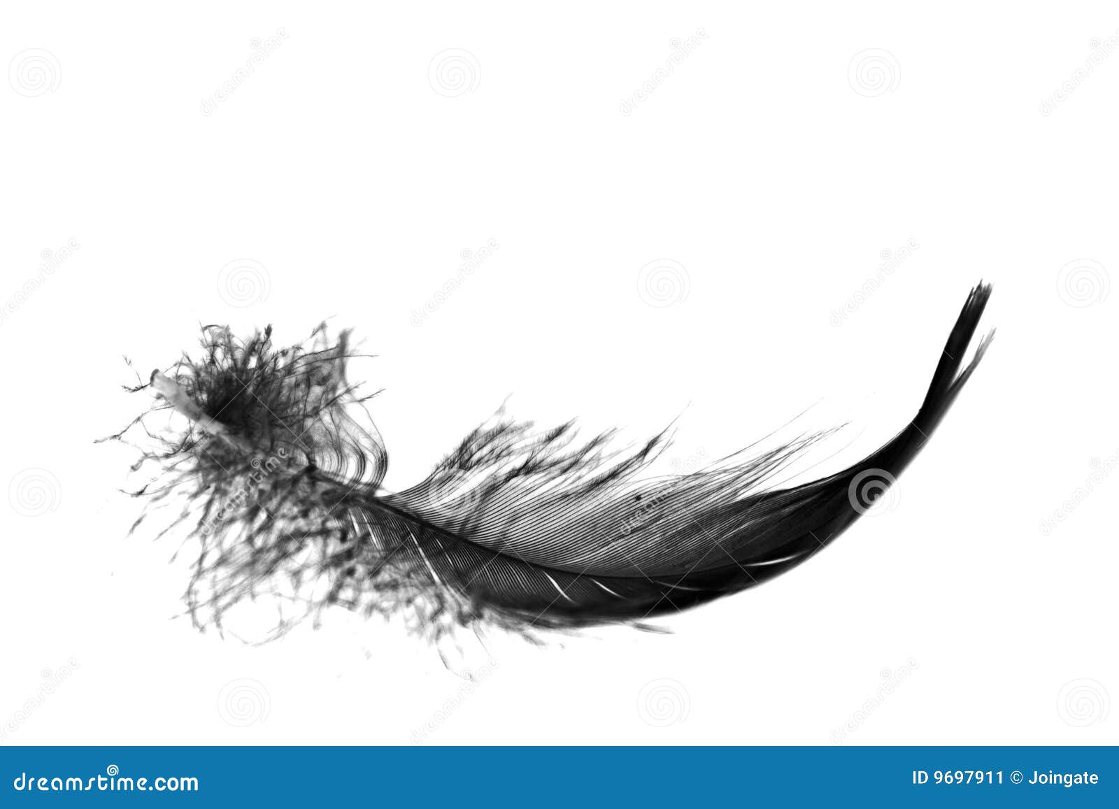 Black feather stock image. 