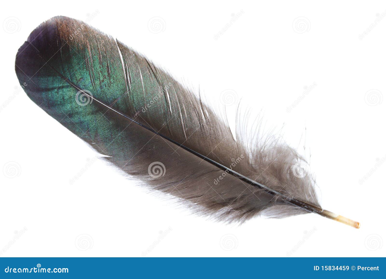 798,114 Black Feather Wing Royalty-Free Images, Stock Photos & Pictures