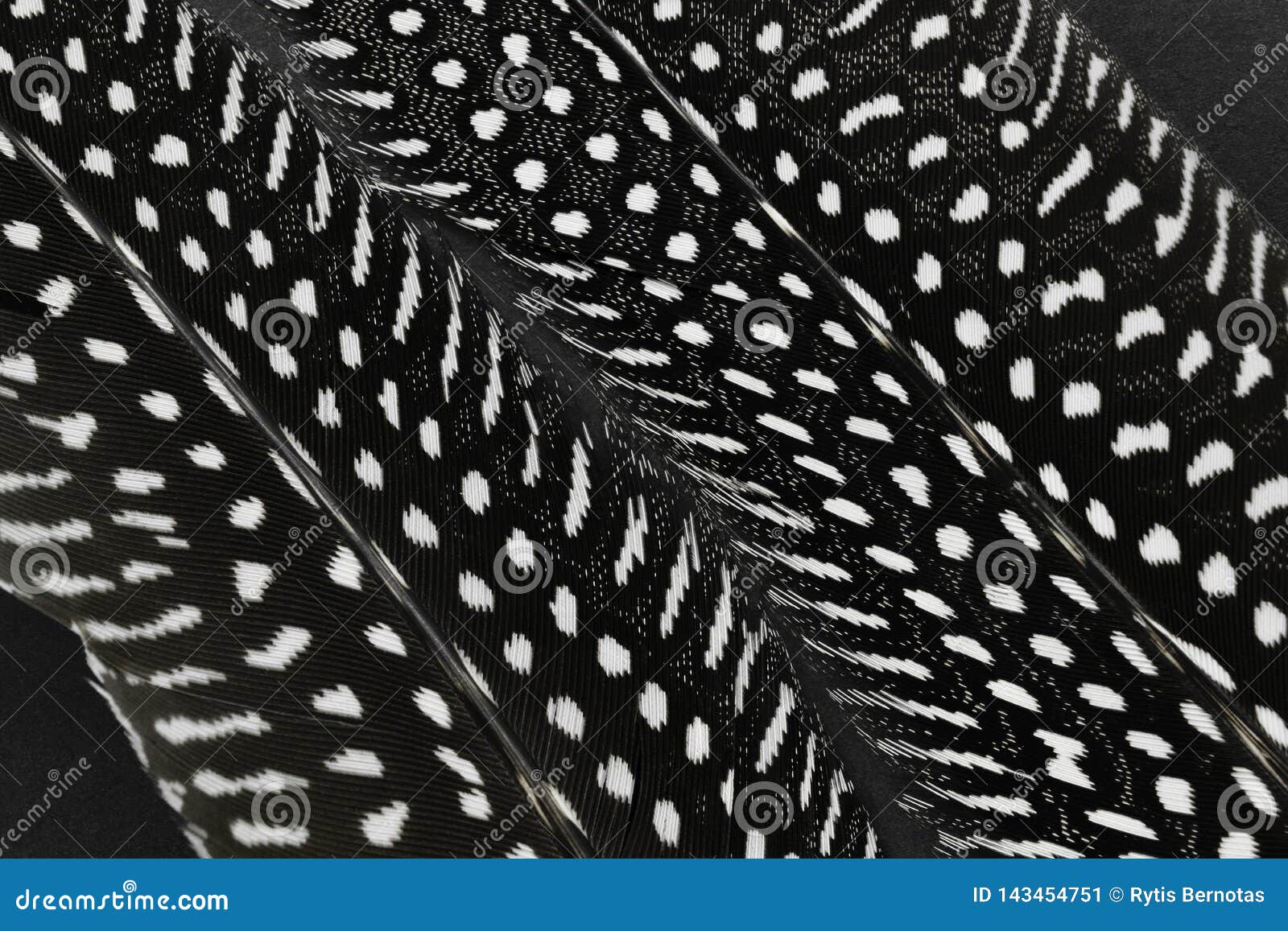 Black Feathers with White Dots on Black Background Stock Image Image