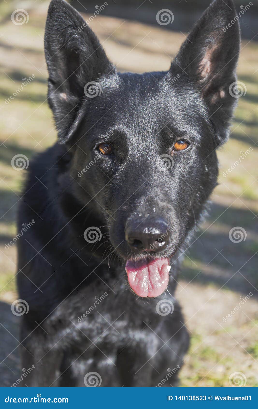 Black Female German Shepherd Dog Pure Breed Stock Image Image Of