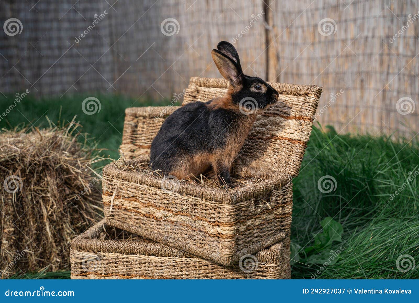 black-fire-tan-dwarf-rabbit-
