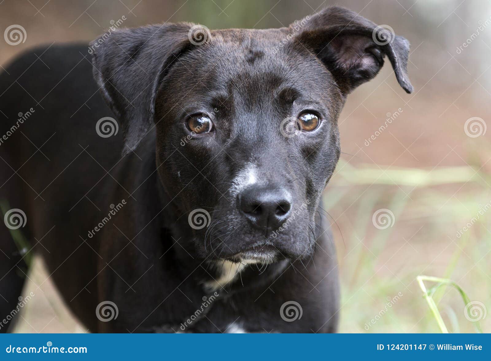 Black Pitbull Lab Mixed Puppy Dog Outdoors On Leash Stock Image - Image Of  Leopard, Humane: 124201147