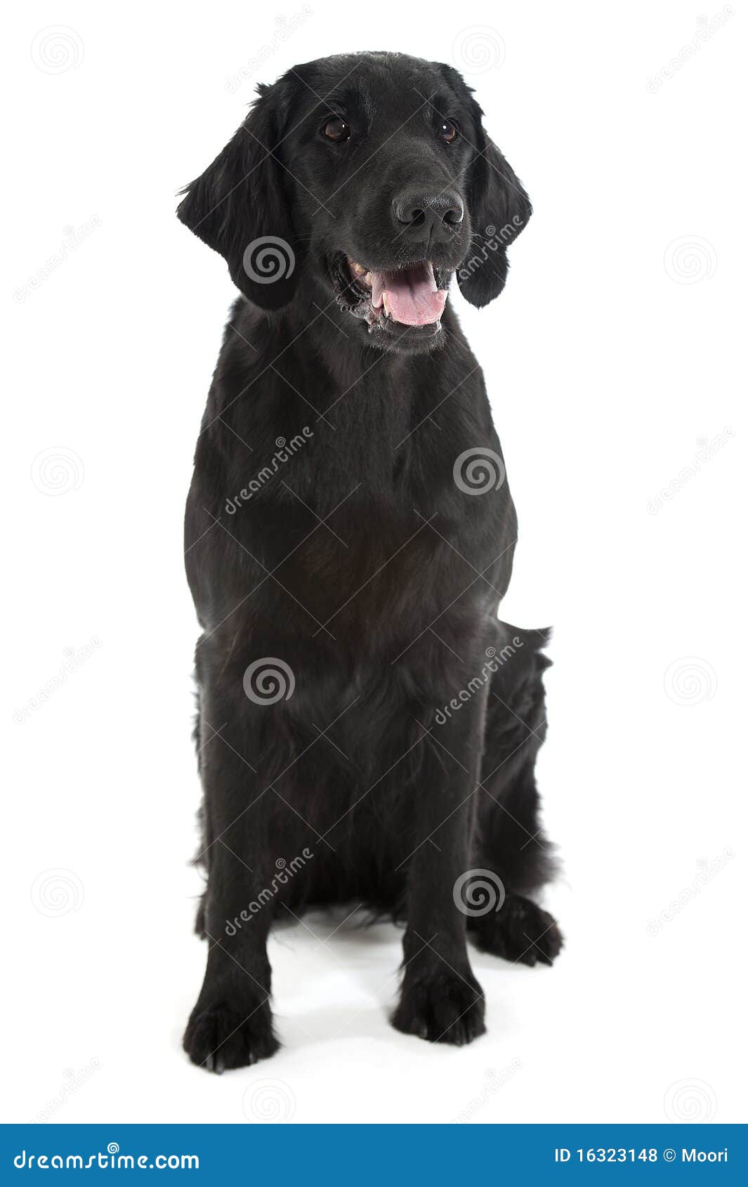 Black Flat Coated Retriever Stock Photo Image of intelligent