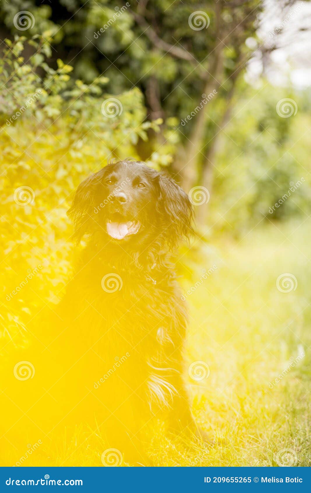 black flat coated retriever sitting in the grass