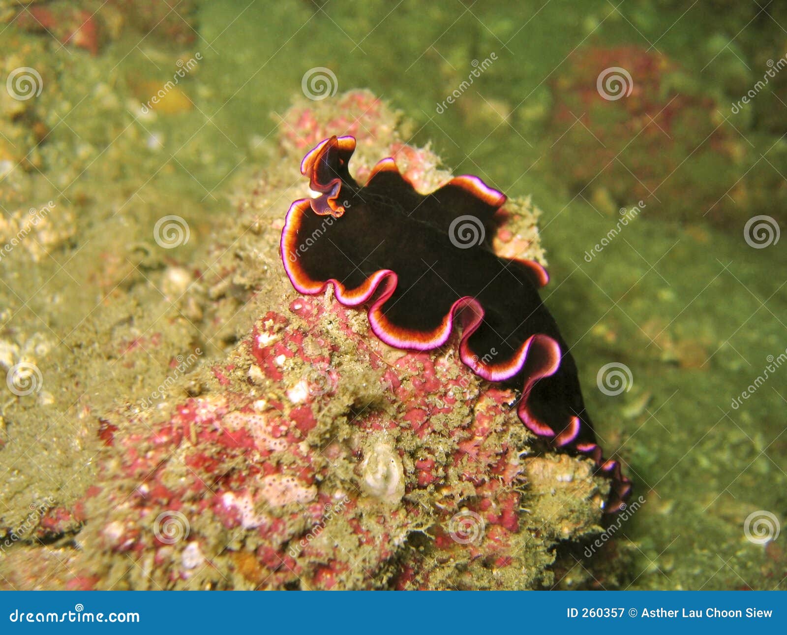 black flat worms