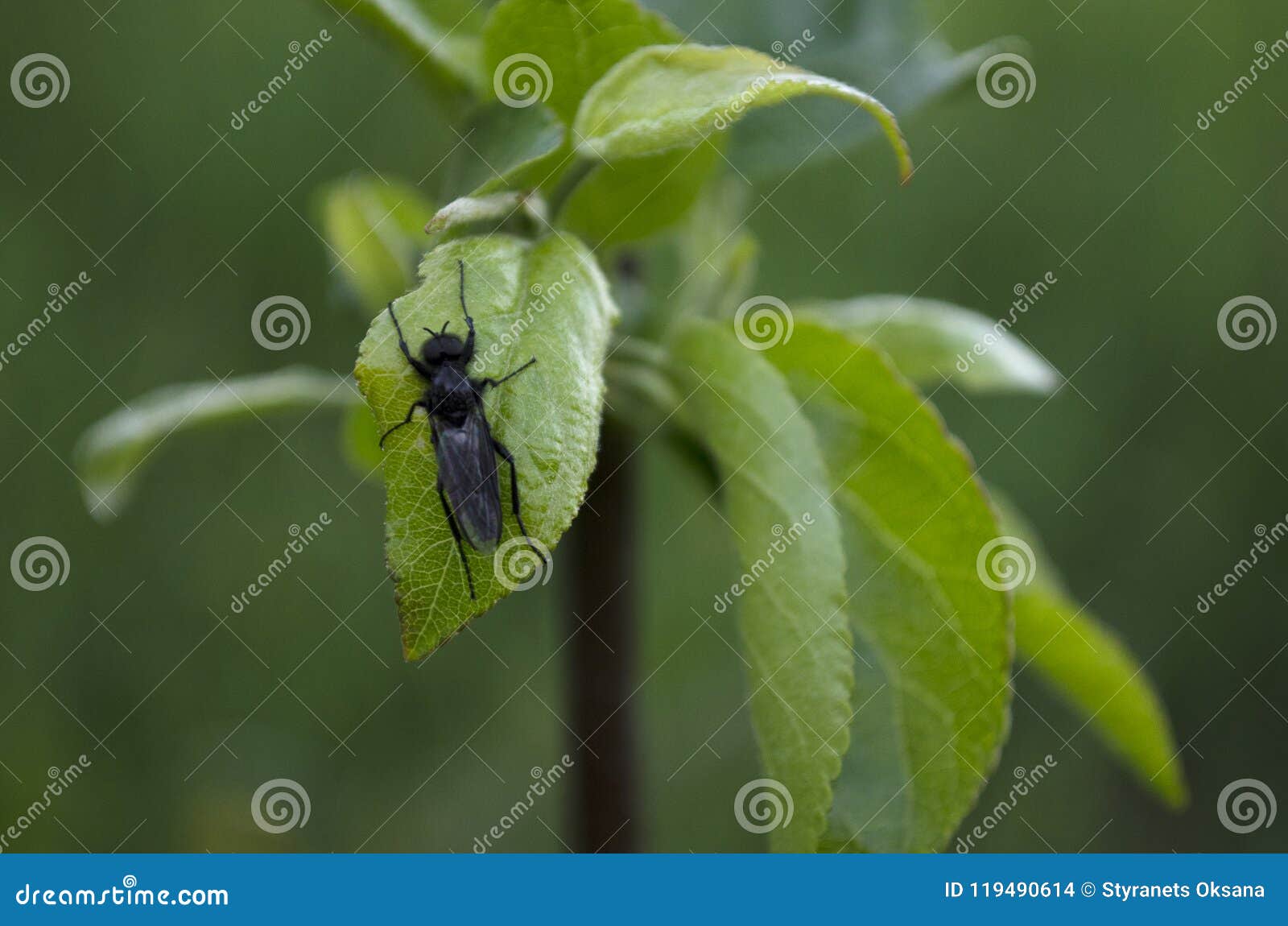 Black flies stock photo. Image of fruit, foliage, background 119490614