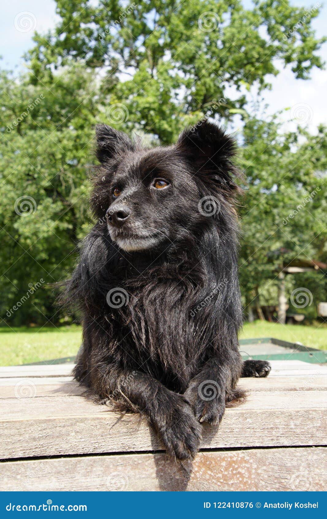 black fluffy dog