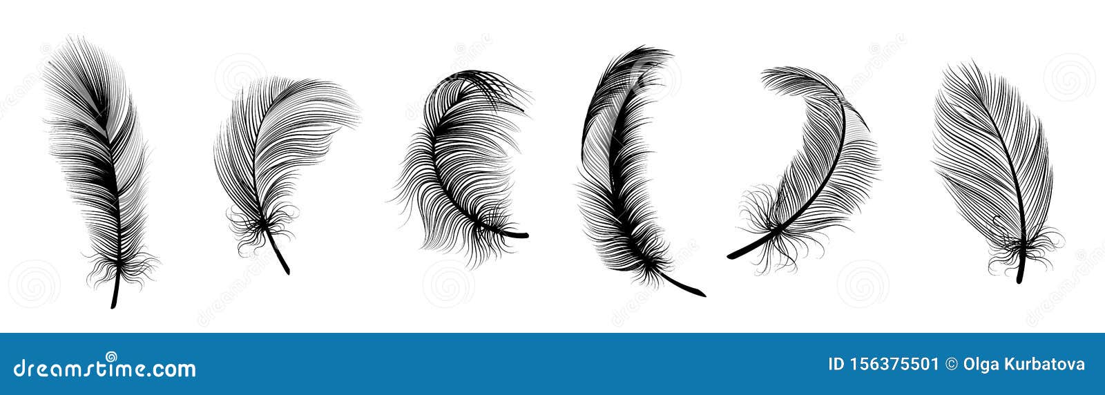 black fluffy feather. hand drawing vintage art realistic quill feathers for pen detailed   set