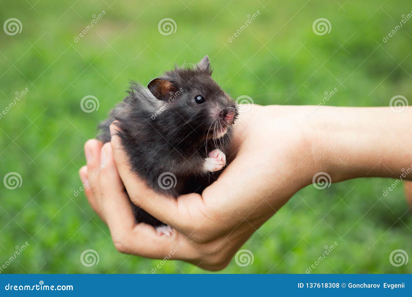 black hamster