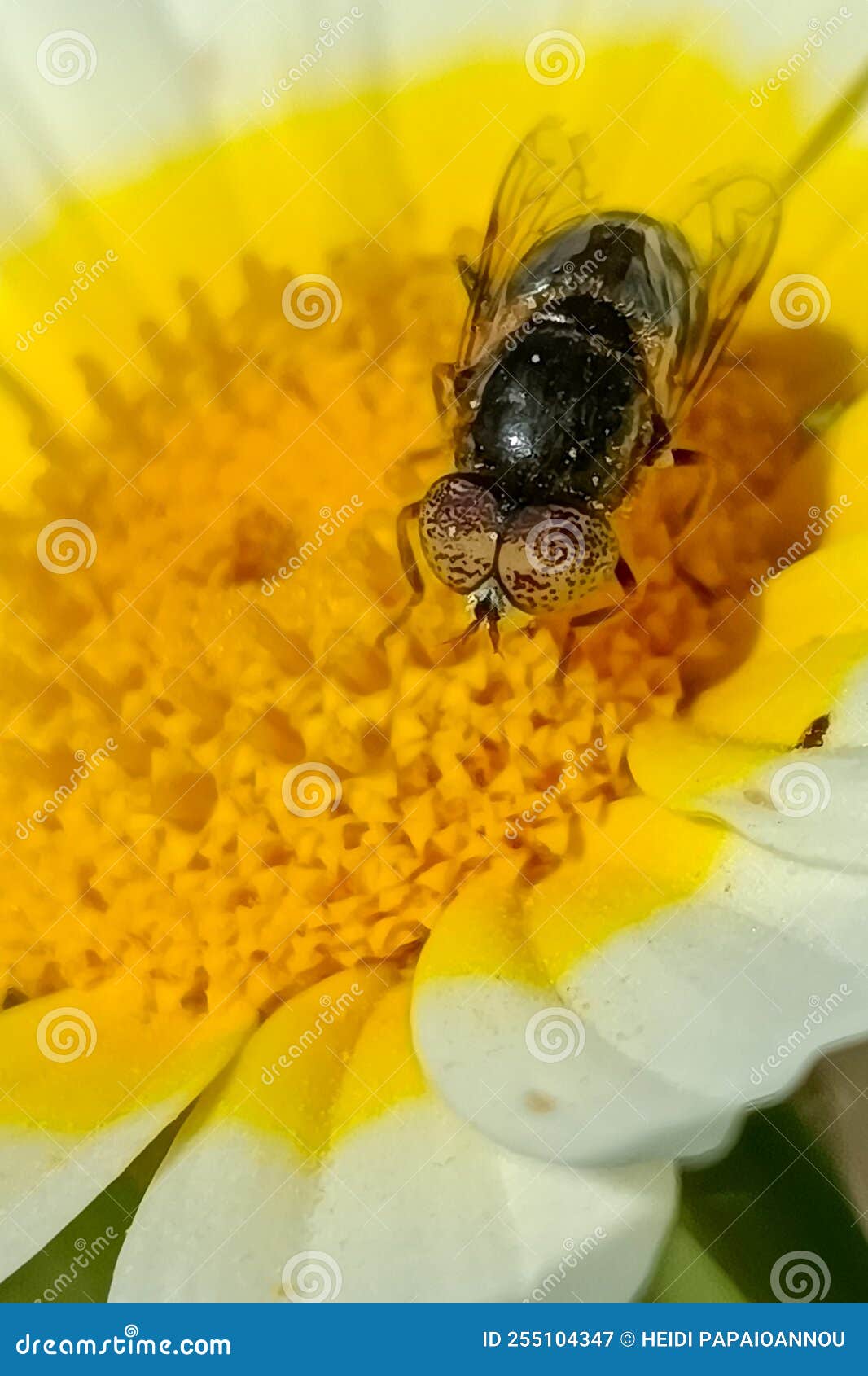 Black Fly on Daisy stock image. Image of bugs, daisy 255104347