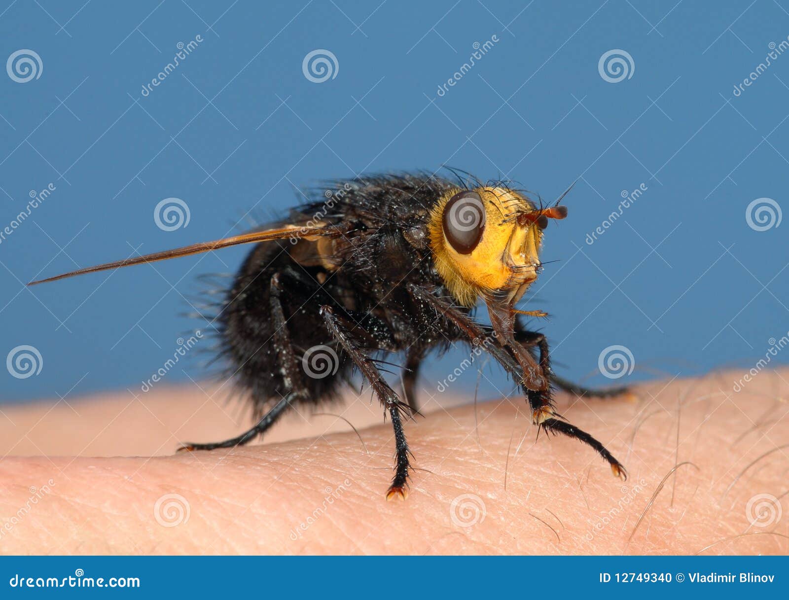 Толстая муха. Большая черная Муха с желтой головой. Черная мохнатая Муха. Черно желтая Муха. Большие черные мухи.