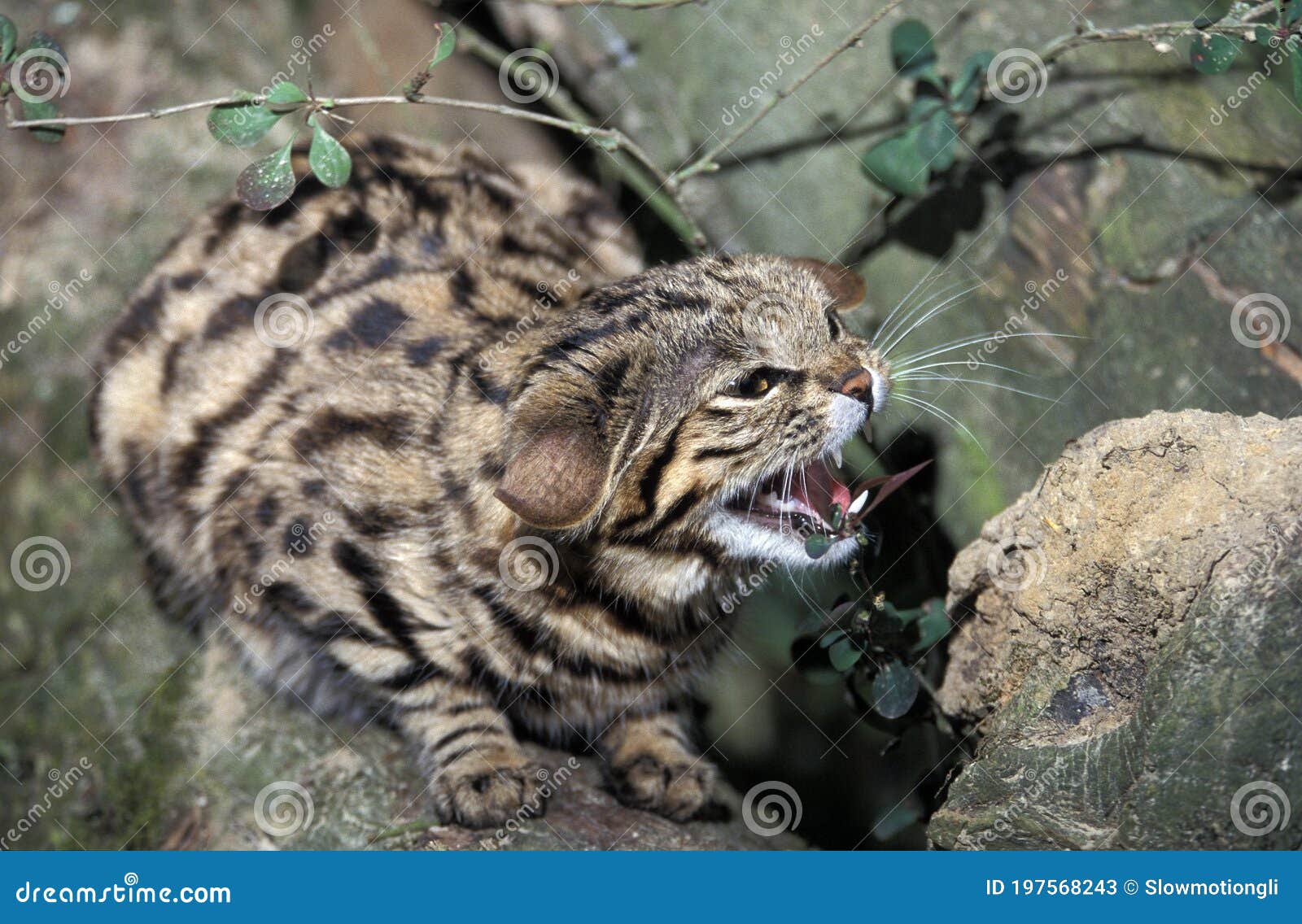 black footed cat pet for sale