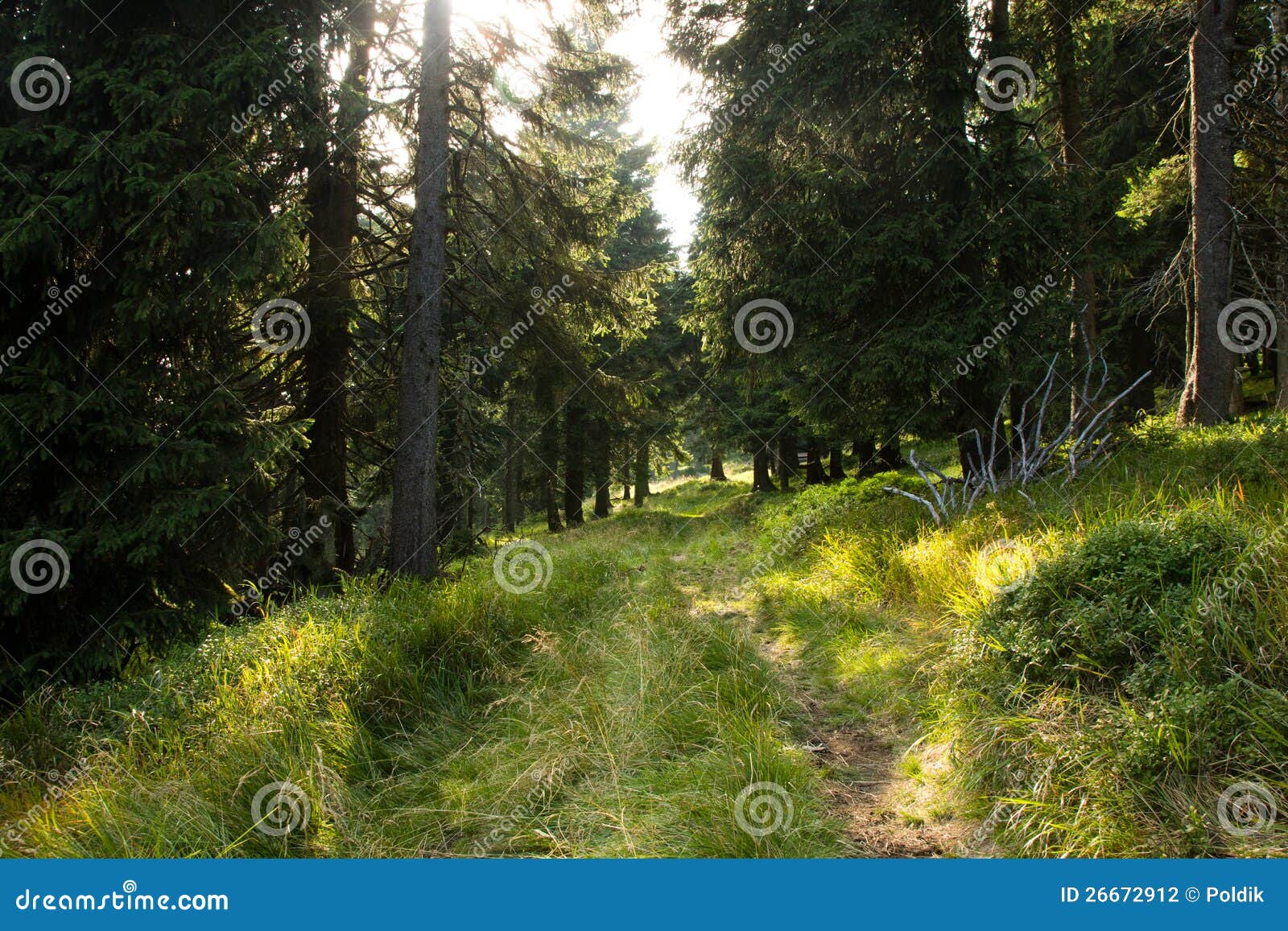 Black Forest stock photo. Image of rural, mountain, countryside 26672912