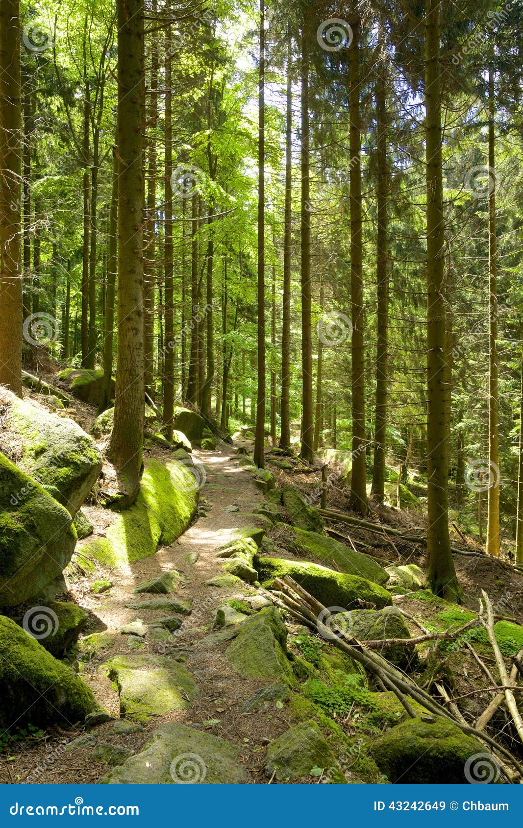 schwarzwald hiking trails