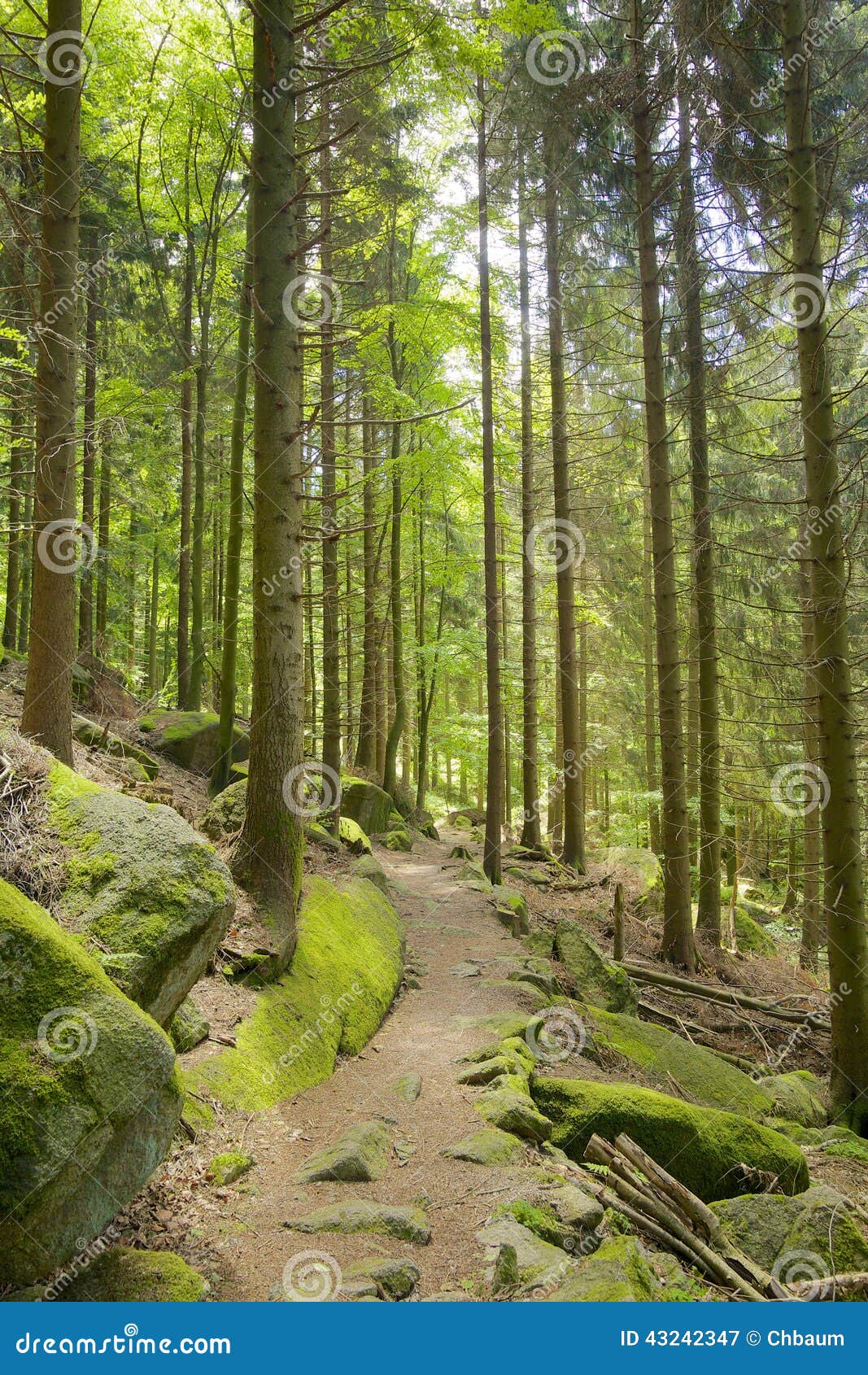 black forest trail black forest trail