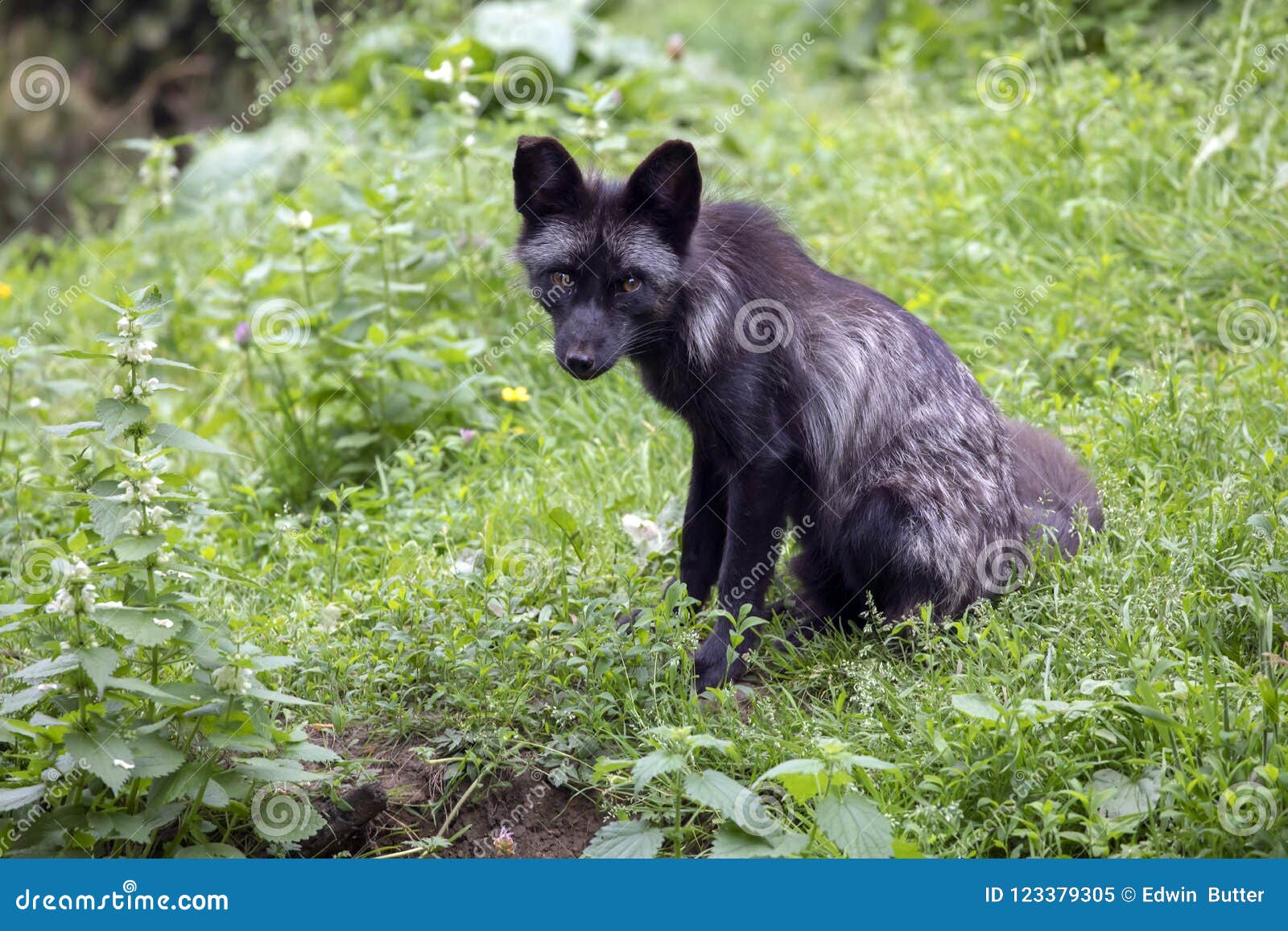 Black fox stock image. Image of animal, black, canine 123379305