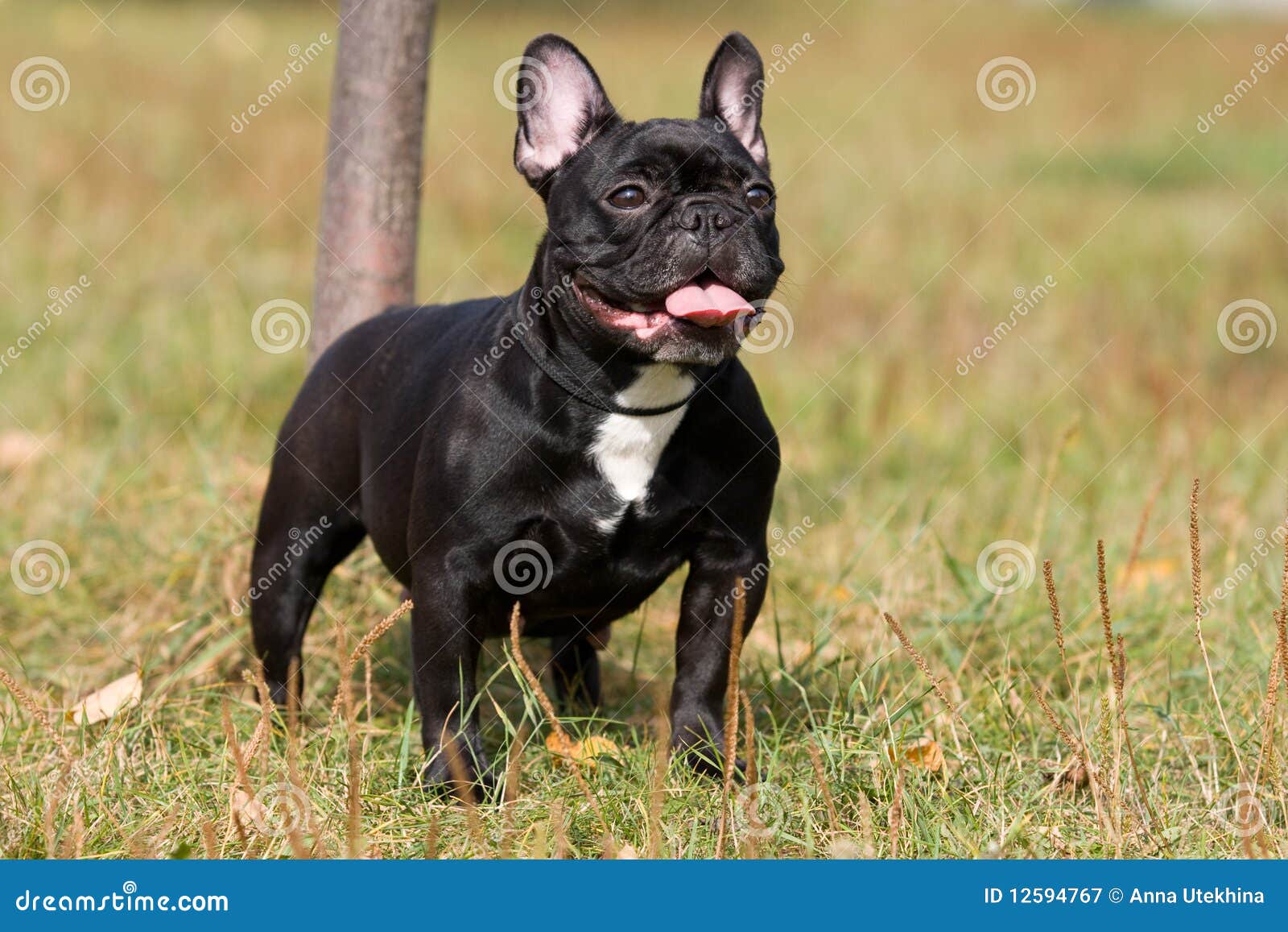 Black French Bulldog stock image. Image of settings, grass - 12594767