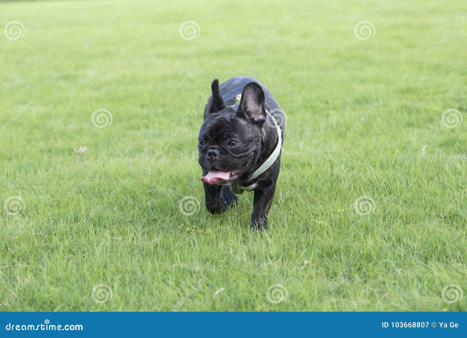 Black French Bulldog stock image. Image of grass, dogs - 103668807