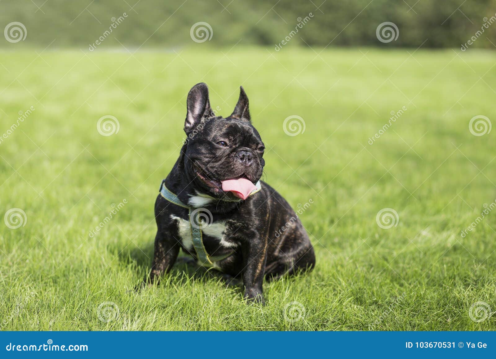 Black French Bulldog stock image. Image of bucket, animal - 103670531