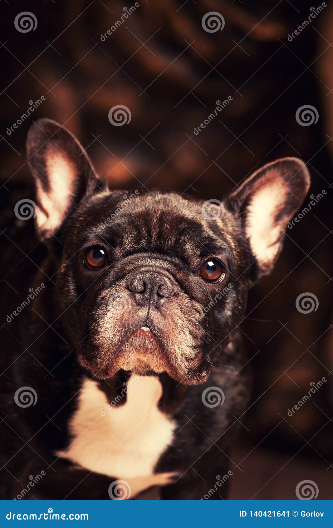 Black French Bulldog Dark Background Stock Image - Image of pedigree ...
