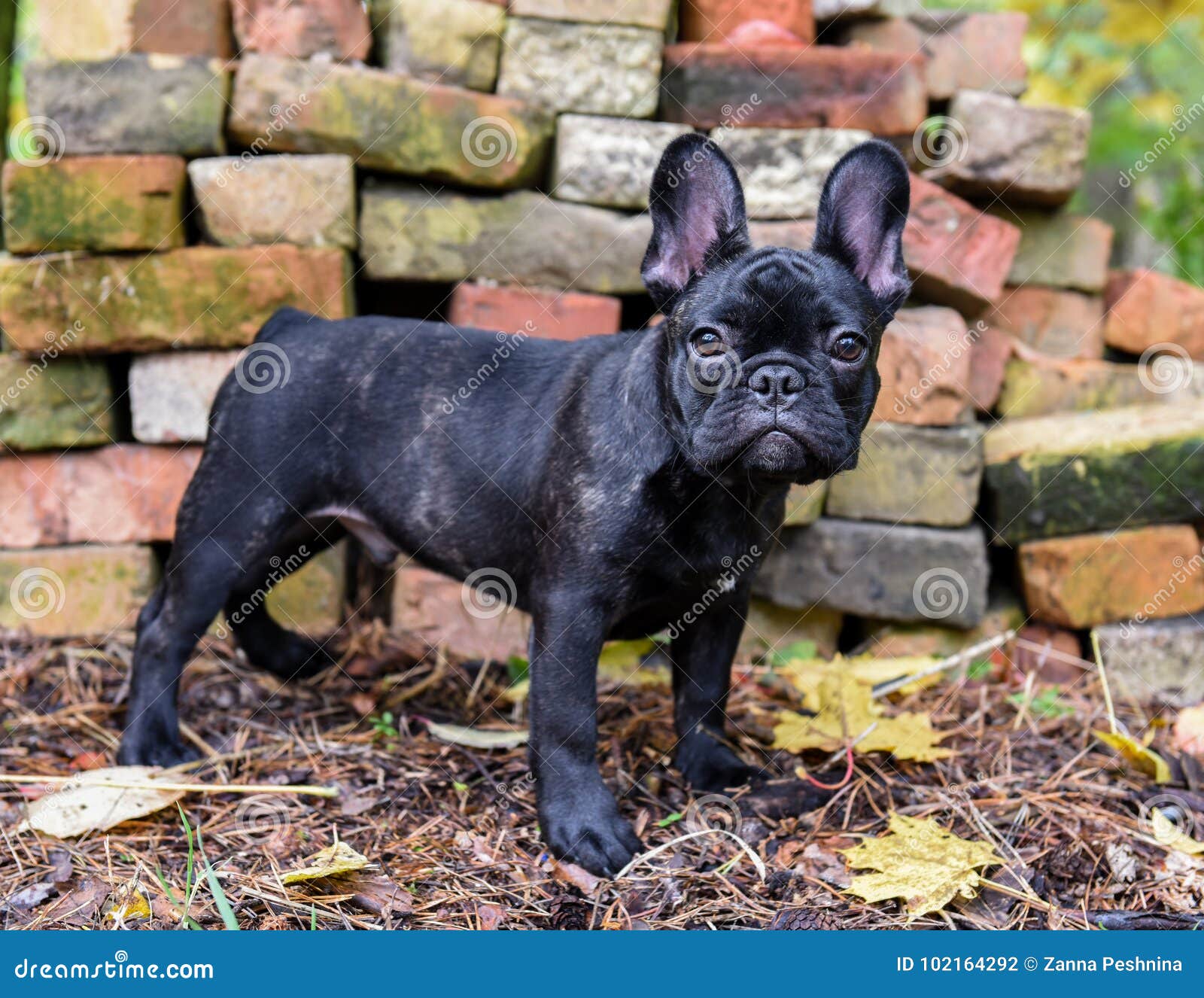 Black French bulldog puppy stock photo. champion -