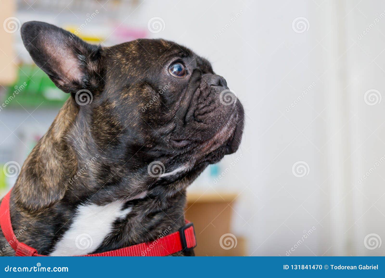 french bulldog veterinarian