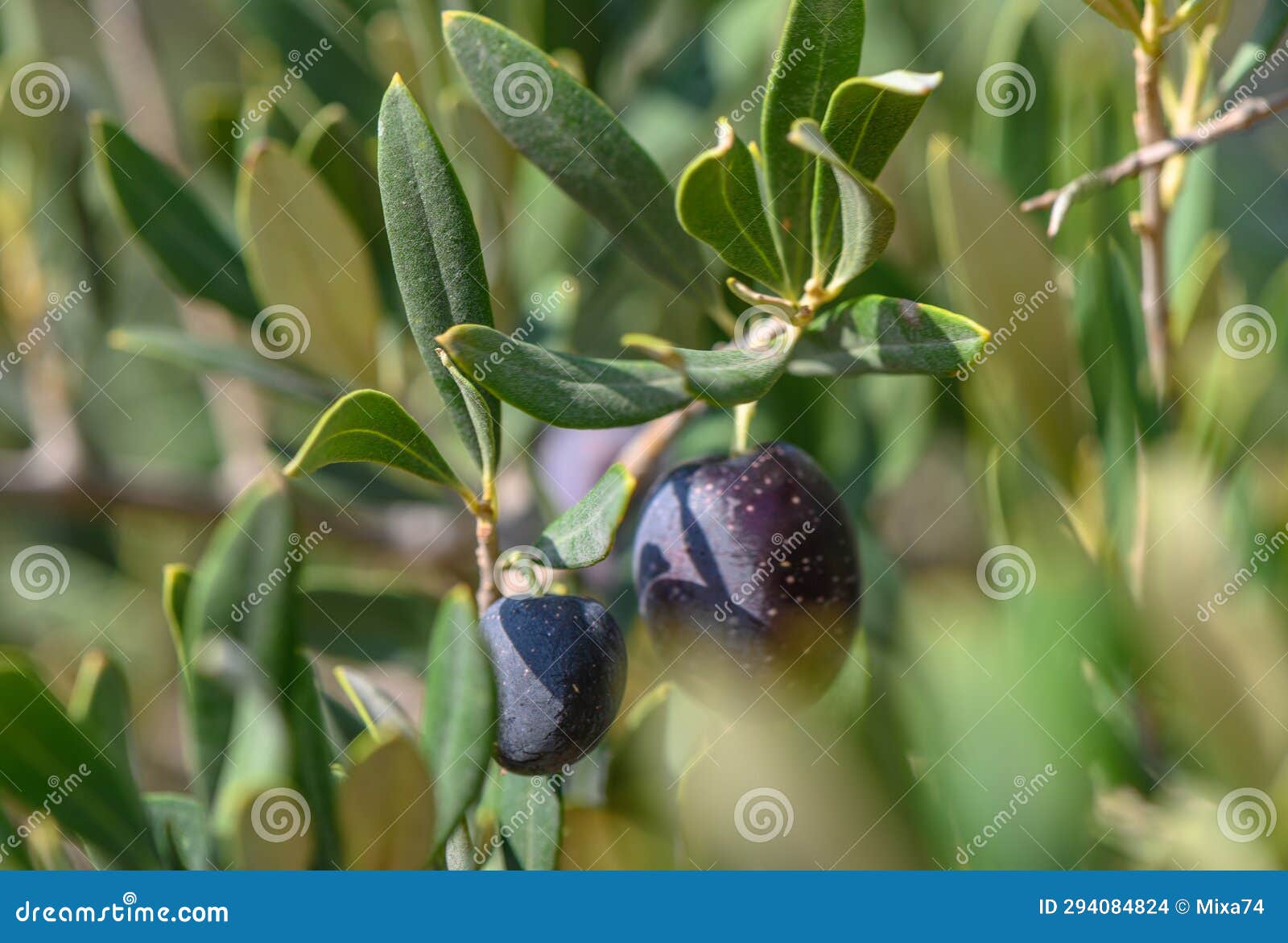 Black Fresh Olives on Olive Tree Branches Stock Photo Image of crop