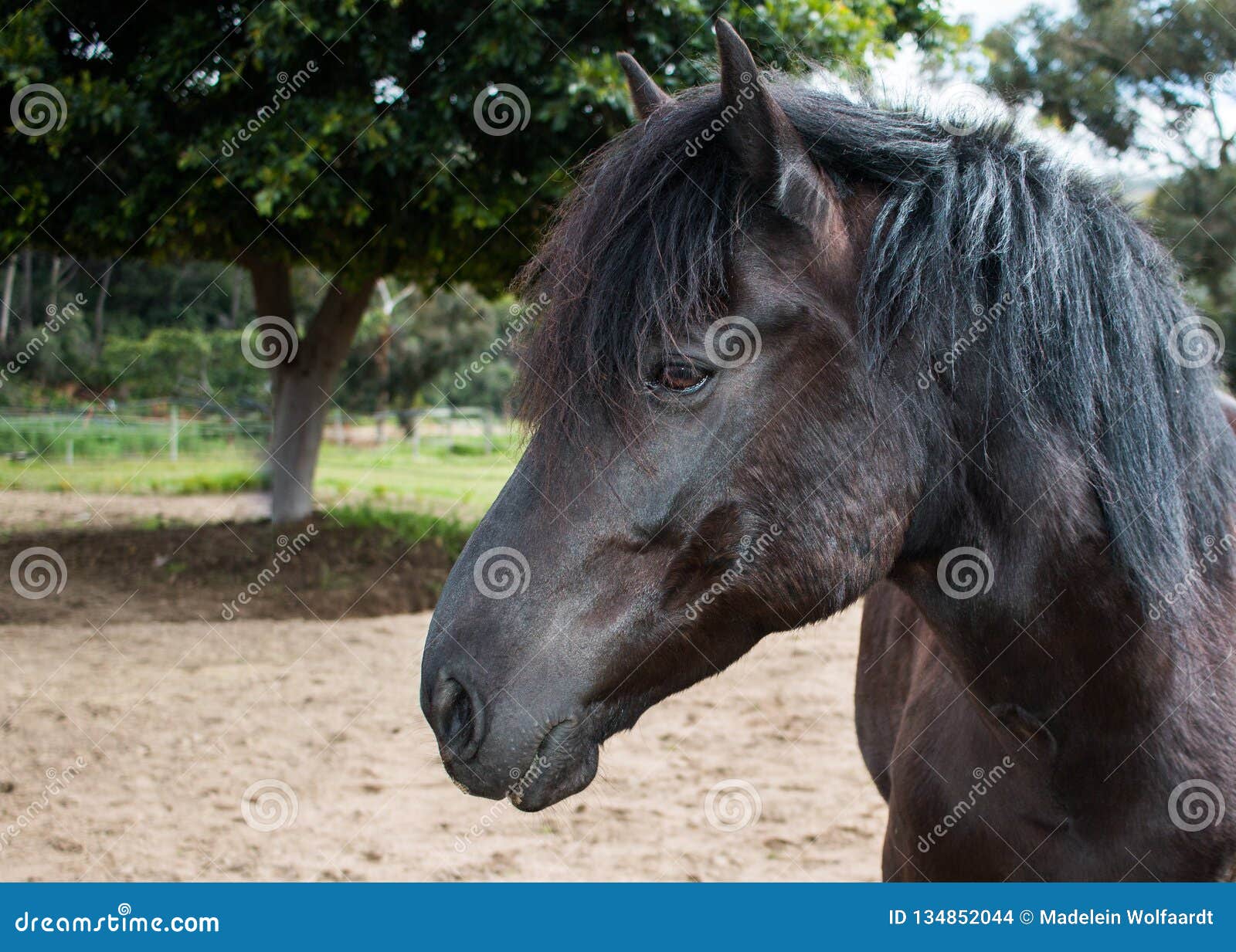 Horse appaloosa friesian cross Horse appaloosa friesian cross