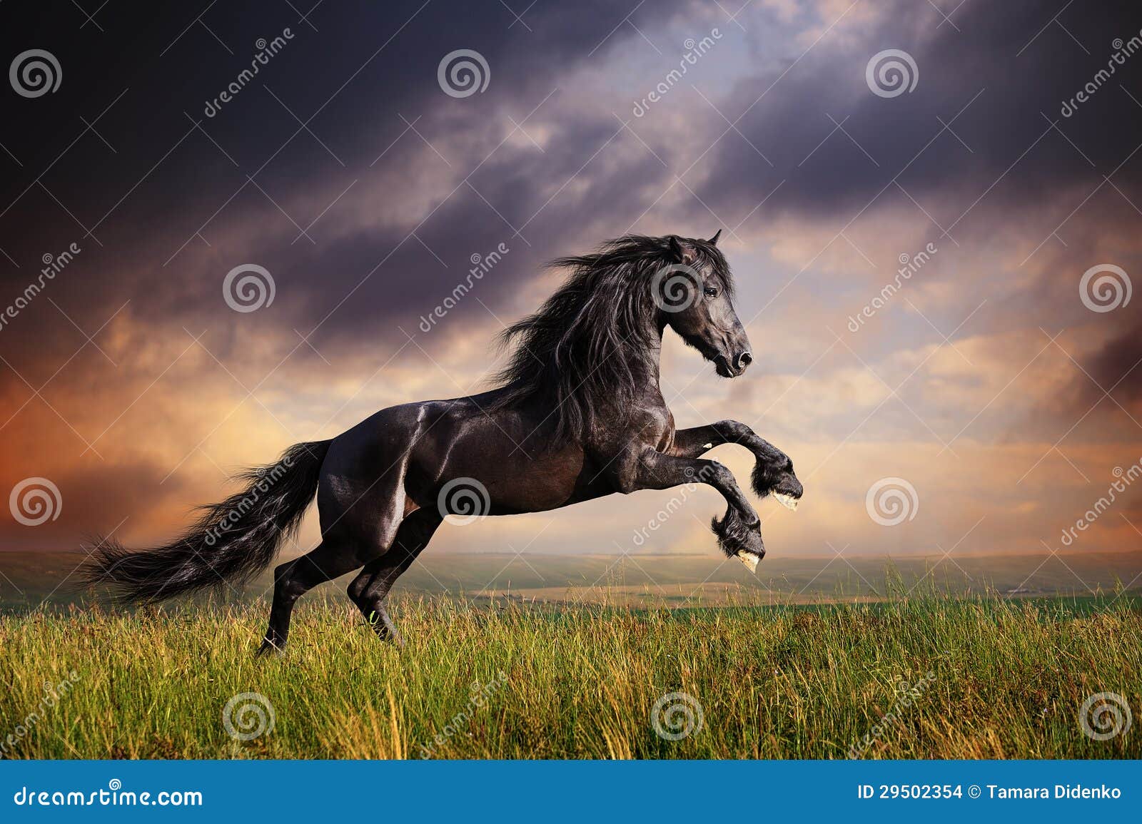 black friesian horse gallop