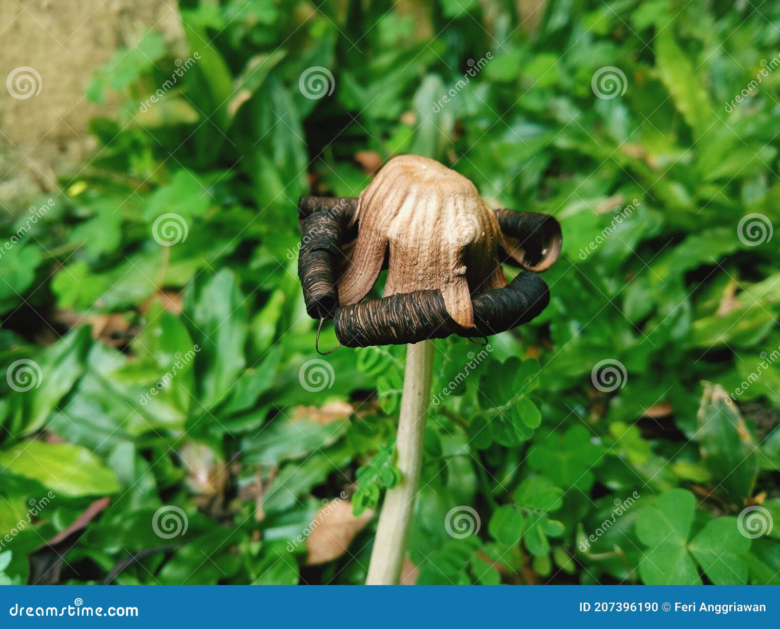 Black fungus in the garden stock photo. Image of tree 207396190